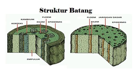 batang pakantot|Batang, Batang .